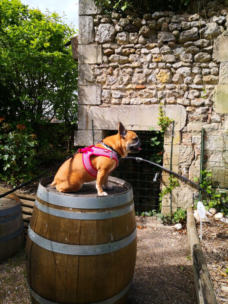 batch_Sur un tonneau MDS © Tourisme avec mon chien