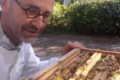 Essaim-apiculteur-Delaby-abeilles-rayons-miel