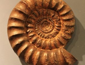 ammonite-g9bc2b1889_1920