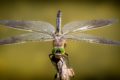 dragonfly-3456317_1920
