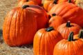 pumpkins-1572864_640